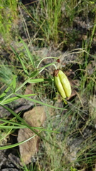 Gloriosa rigidifolia