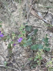 Sairocarpus pusillus