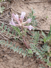 Astragalus plattensis