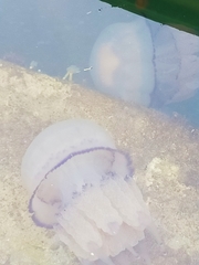 Rhizostoma pulmo