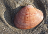 Smooth Clam - Photo (c) Wolfgang Bacher, some rights reserved (CC BY-NC), uploaded by Wolfgang Bacher