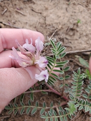 Astragalus plattensis