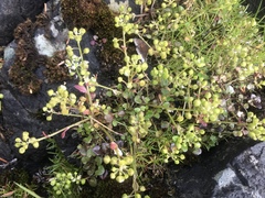 Cochlearia groenlandica