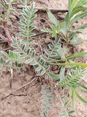 Astragalus plattensis