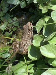 Lithobates onca