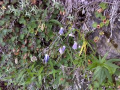 Adenophora morrisonensis morrisonensis