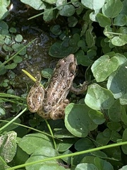 Lithobates onca