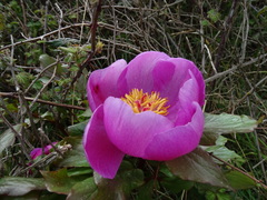 Paeonia mascula