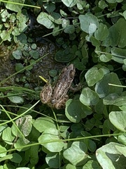 Lithobates onca