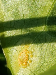 Puccinia sessilis