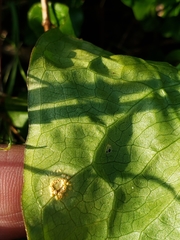 Puccinia sessilis