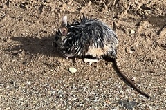 Neotoma fuscipes annectens