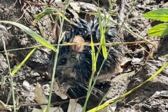 Neotoma fuscipes annectens