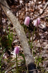 Helonias bullata