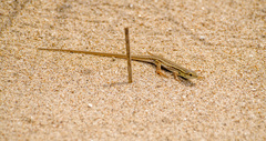 Ophisops elegans macrodactylus
