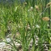 Carex macrochaeta - Photo (c) Paul Norwood, algunos derechos reservados (CC BY-NC)