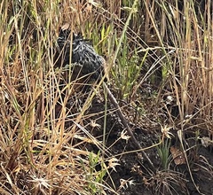 Neotoma fuscipes annectens