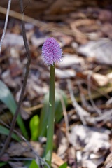 Helonias bullata