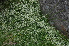 Galium sudeticum