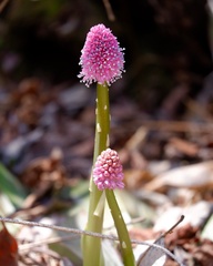 Helonias bullata