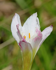 Zephyranthes simpsonii