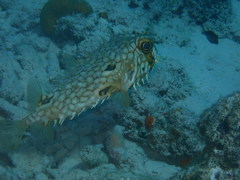 Chilomycterus antillarum