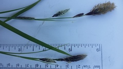 Carex macrochaeta