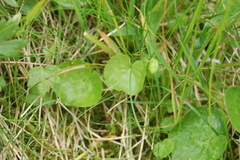 Viola lutea sudetica