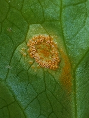 Puccinia sessilis