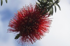 Melaleuca viminalis