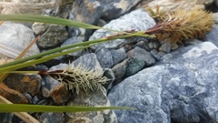 Carex macrochaeta