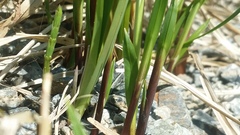 Carex macrochaeta