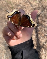 Nymphalis