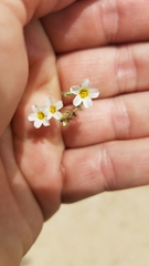 Linanthus inyoensis