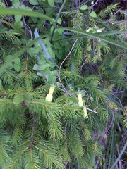 Codonopsis kawakamii