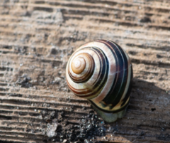 Cepaea nemoralis