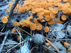 Byssonectria terrestris