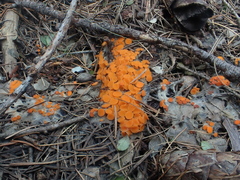 Byssonectria terrestris