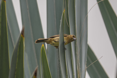 Sporophila minuta