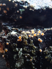 Parachnopeziza miniopsis