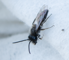 Andrena nycthemera