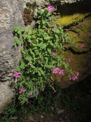 Petrocoptis grandiflora