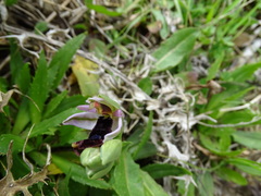 Ophrys bertolonii bertolonii