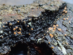 Parachnopeziza miniopsis