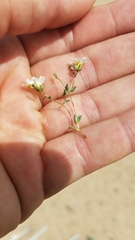 Linanthus inyoensis