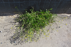 Diplotaxis tenuifolia