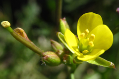 Diplotaxis tenuifolia