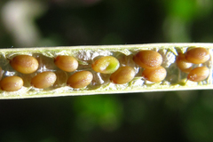 Diplotaxis tenuifolia