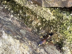 Ichneumon stramentor