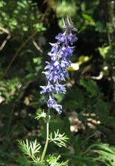 Delphinium schmalhausenii